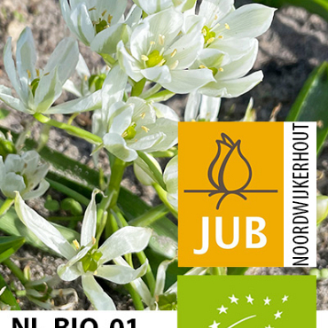 X 100 BIO ORNITHOGALUM WHITE TROPHY 6/+