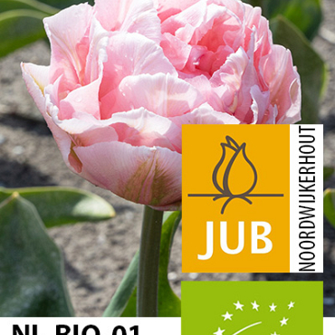 X 100 BIO TULIPA DREAMER 11/12