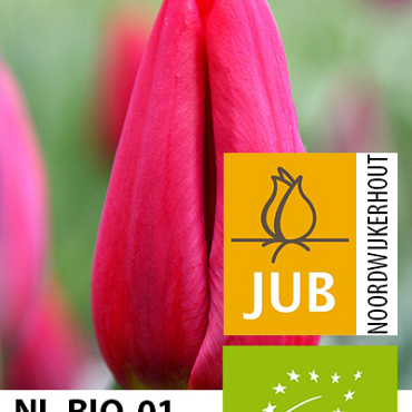 X 100 BIO TULIPA STRONG LOVE 11/12