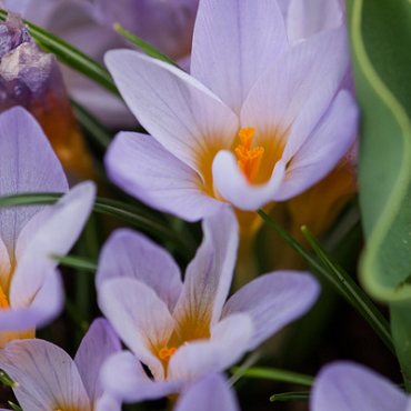 X 100 CROCUS SPECIE ETR. ROSALIND 5/+