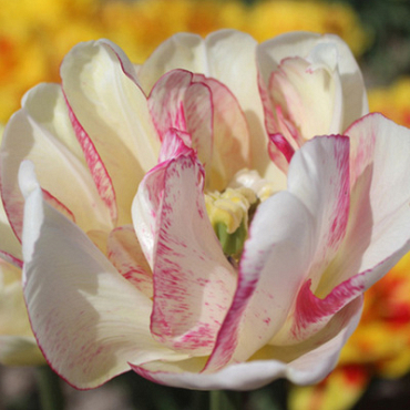 X 100 TULIPA DOUBLE SHAKE 11/12