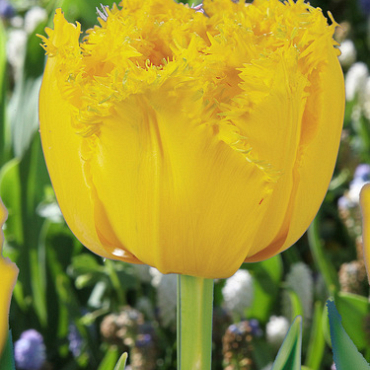 X 100 TULIPA MON AMOUR 11/12