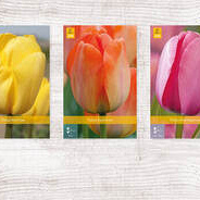 X  350 TULPEN DARWIN HYBRIDE 11/12