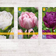 X  350 TULPEN DUBBEL LAAT 11/12