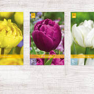 X  350 TULPEN DUBBEL VROEG 11/12