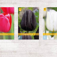 X  350 TULPEN ENKEL LAAT 11/12