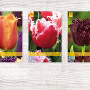 X  350 TULPEN GEFRANJERD 11/12
