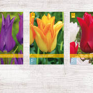 X  350 TULPEN LELIEBLOEMIG 11/12