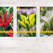 X  350 TULPEN VIRIDIFLORA 11/12