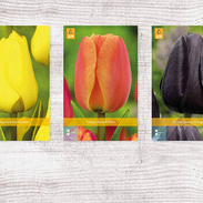 X  200 TULPEN JUMBO 14/+