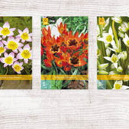 X  500 TULPEN BOTANISCH / SPECIES 6/+