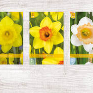 X  200 NARCISSEN 12/14