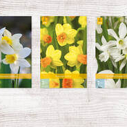 X  300 NARCISSEN BOTANISCH 10/12