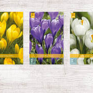 X  1000 CROCUS GROOTBLOEMIG 8/9