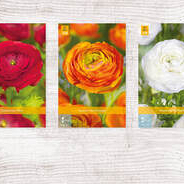 X  750 RANUNCULUS PIOENBLOEMIG NJ 6/7