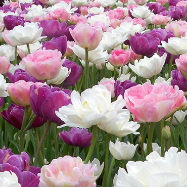 X 100 PEACEFUL PASTELS 11/12