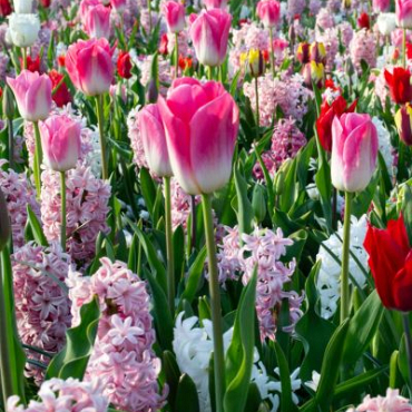 X 100 PINK REVELATION I