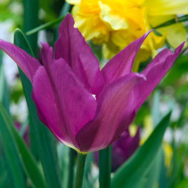 X 100 TULIPA PURPLE DREAM 12/+