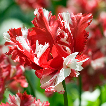 X 100 TULIPA ESTELLA RIJNVELD 12/+