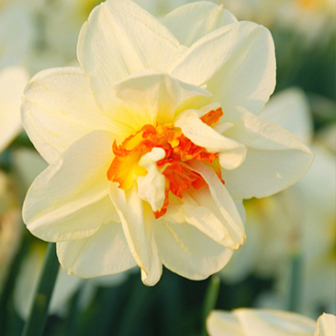 X 100 NARCISSUS FLOWER DRIFT 12/14