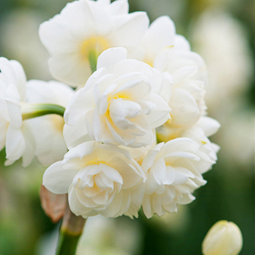 X 100 NARCISSUS CHEERFULNESS 12/14