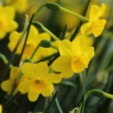 X 100 NARCISSUS MORE AND MORE 6/+