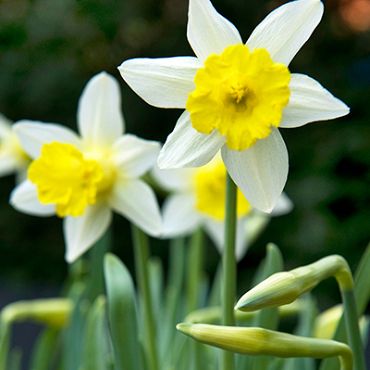 X 100 NARCISSUS TOPOLINO 10/12