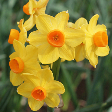 X   50 NARCISSUS GRAND SOLEIL DOR 15/17