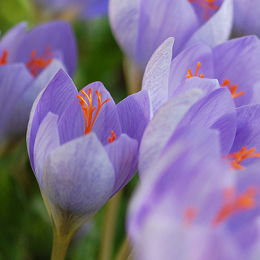 X 100 CROCUS SPECIOSUS SSP 5/+