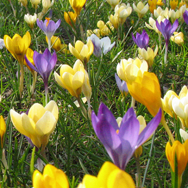 X 250 CROCUS BOTANISCH GEMENGD 5/+