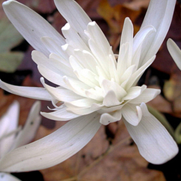 X   10 COLCHICUM AUTUMNALE ALBOPLENUM 13/+