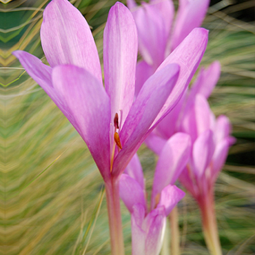 X   10 COLCHICUM GIANT 20/22