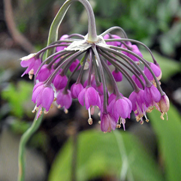 X 100 ALLIUM CERNUUM I