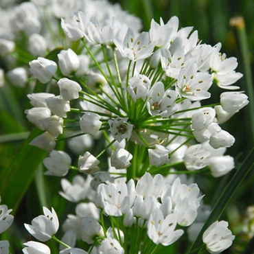 X 100 ALLIUM NEAPOLITANUM 4/+