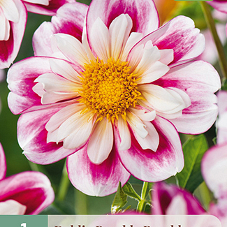 X 1 DAHLIA BUMBLE RUMBLE I