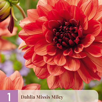 X 1 DAHLIA MISSIS MILEY I