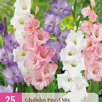 X 25 GLADIOLUS PASTEL MIX 12/14