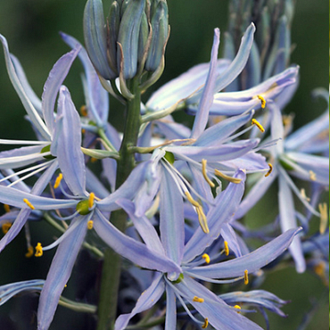 X 100 CAMASSIA CUSICKII 14/+