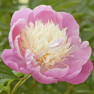 X 10 PAEONIA BOWL OF BEAUTY 2/3