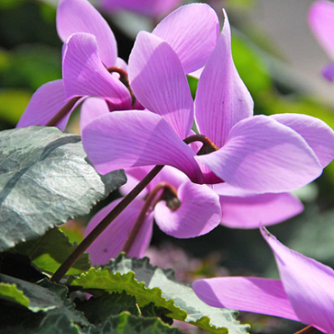 X   25 CYCLAMEN CILICIUM 13/15