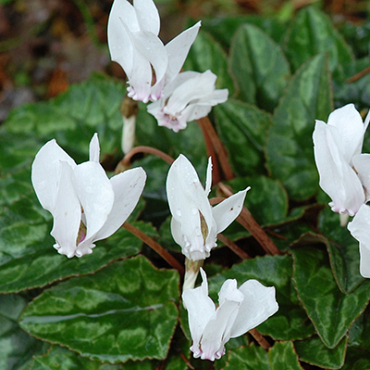 X   25 CYCLAMEN HEDERIFOLIUM ALBUM 10/+