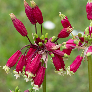 X 100 DICHELOSTEMMA IDA-MAIA 5/+