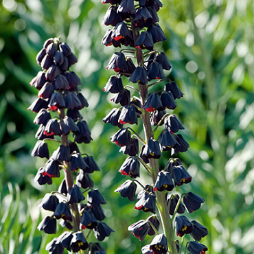 X   10 FRITILLARIA PERSICA 20/24