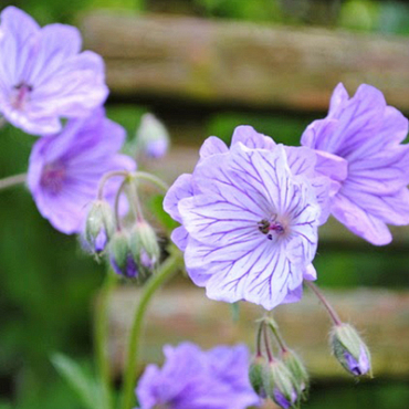 X 100 GERANIUM TUBEROSUM 5/+