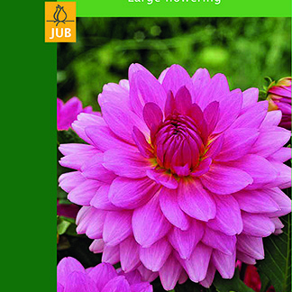 X 1 DAHLIA DECORATIVE PINK I