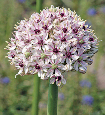 X   25 ALLIUM SILVER SPRING 10/+