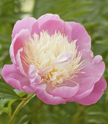 X 10 PAEONIA BOWL OF BEAUTY 2/3