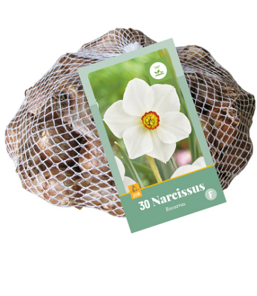 X   30 NARCISSUS RECURVUS 10/12