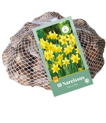 X   50 NARCISSUS  TETE-A-TETE 10/11