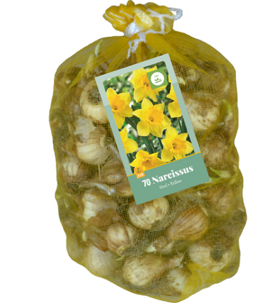 X   70 NARCISSUS GEEL 10/12
